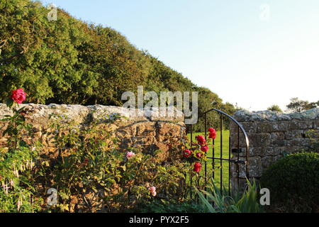 Rose bush par une grille de fer dans un mur de pierre Banque D'Images