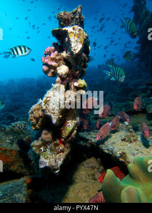 Le poisson et le sergent major Soldierfish sur la petite épave connue seulement comme le chaland Banque D'Images