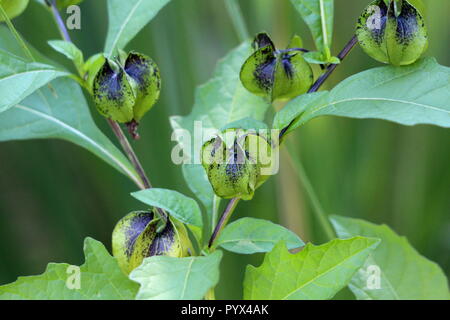 Nicandra physalodes ou Apple-de-Pérou ou shoo-fly plusieurs plantes comme lanterne vert au noir des boutons de fleurs qui poussent sur les branches et entouré de feuilles Banque D'Images