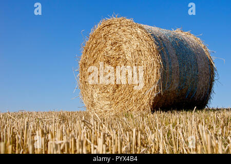 Une balle de paille assise dans un champ de blé récemment récolté, Angus, Écosse, Royaume-Uni. Banque D'Images