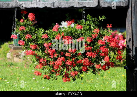 Pélargonium rouge lumineux des fleurs avec des feuilles vert clair accroché dans les pots de fleurs de l'ancien poteau en bois avec des chaînes de métal sur fond d'herbe non coupée Banque D'Images