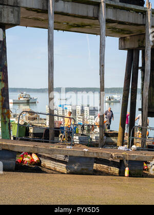 La vente de transport quotidien au homard Ripley Cove, Maine, USA. Banque D'Images