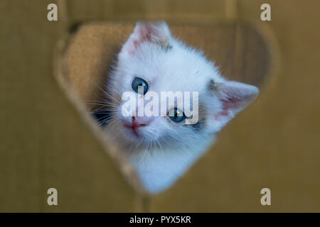 Petit chat blanc aux yeux bleus, à travers le trou dans la boîte Banque D'Images