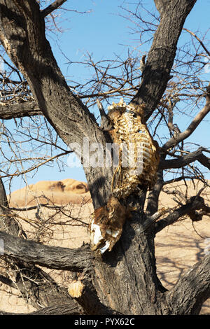 Leopard tuer l'Afrique - vestiges d'un herbivore dans un arbre à la suite d'un léopard tuer, Spitzkoppe, Afrique Namibie Banque D'Images