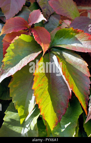 Des feuilles de couleur spectaculaires sur vigne vierge - Parthenocissus quinquefolia Banque D'Images