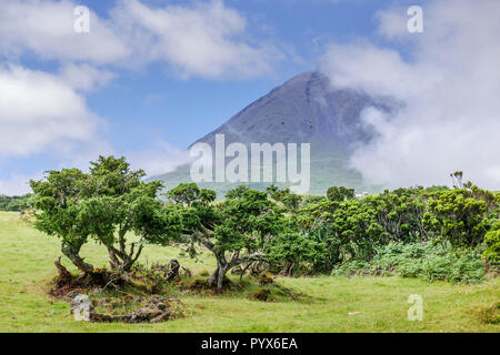 Droit d'arbres sous la grande montagne de pico sur l'île de Pico Açores Banque D'Images