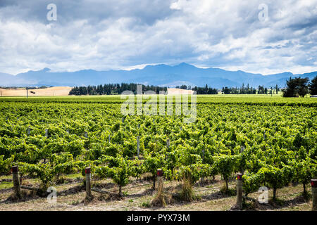 Vue panoramique de vin de Marlborough en Nouvelle-Zélande destination Banque D'Images