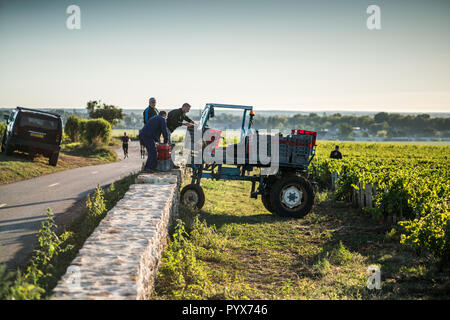 Récolte dans les vignobles près de Beaune, bourgogne, France, Europe. Banque D'Images