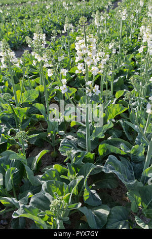 Gai la, aussi connu sous le brocoli chinois ou Chinois Brassica oleracea 'chou', la floraison dans le champ, aller à semence.. Banque D'Images