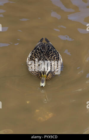 Un canard colvert femelle nage dans l'eau polluée, brown. Banque D'Images