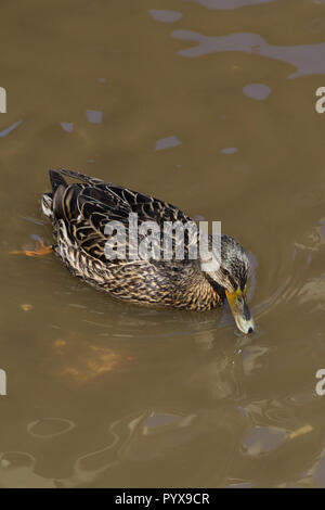 Un canard colvert femelle nage dans l'eau polluée, brown. Banque D'Images