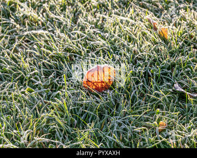 Close up Image de premier matin givre sur les feuilles sur pré vert Banque D'Images