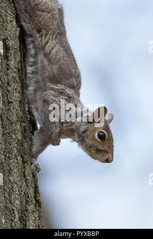 Un écureuil gris grimpe dans un arbre au printemps dans le New Jersey. Banque D'Images