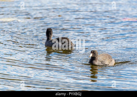 Deux Foulques d'Amérique (Fulica americana) natation. Banque D'Images