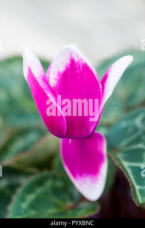 Cyclamen coum seule fleur in close up Banque D'Images