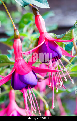 Fleurs de Fuchsia Dollar Princess Banque D'Images