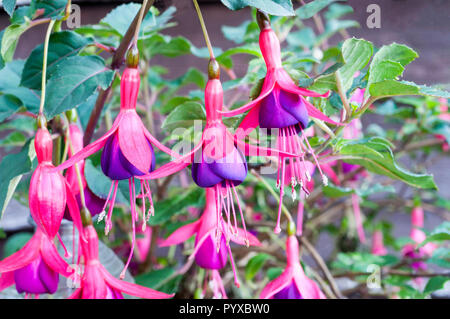 Fleurs de Fuchsia Dollar Princess Banque D'Images