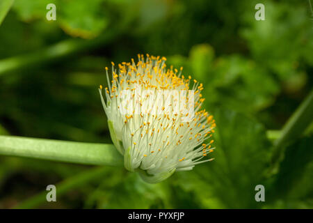 Pinceau, Elefanttunga (Haemanthus albiflos) Banque D'Images