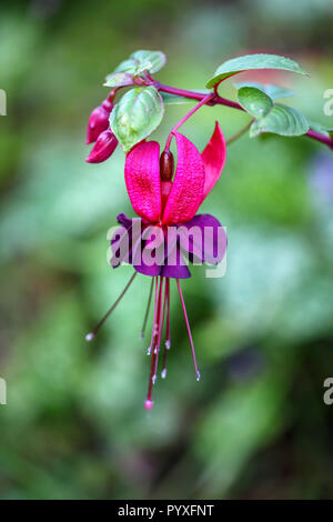 Fuchsia 'Dark Eyes' capitule. Banque D'Images