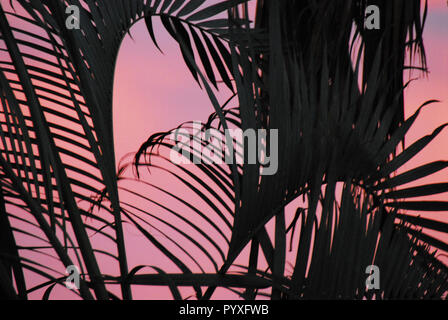 Un abrégé close up de feuilles de palmier qui souffle dans un coucher de soleil rose BaJa Mexique crée un magnifique arrière-plan. Banque D'Images