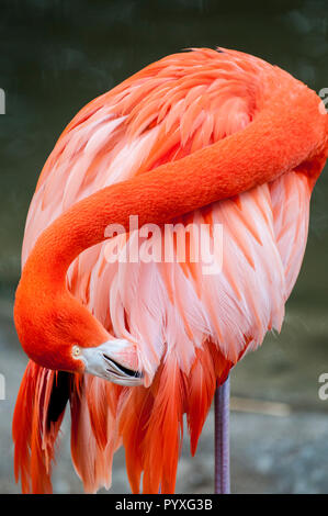 American flamingo (Phoenicopterus ruber), du Zoo de San Diego, en Californie. Banque D'Images