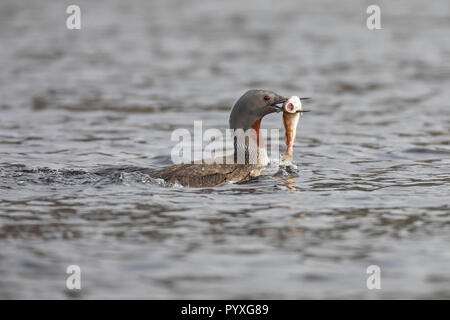 Sterntaucher Stern-Taucher, mit, Fisch, als Beute, Prachtkleid Fischchen, Gavia stellata, jiujitsu, Plongeon catmarin, Plongeon catmarin, le Banque D'Images