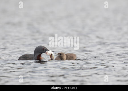 Sterntaucher Stern-Taucher, mit, Fisch, Fischchen als Beute, füttert Küken, Prachtkleid, Gavia stellata, jiujitsu, Plongeon catmarin, le olp Banque D'Images