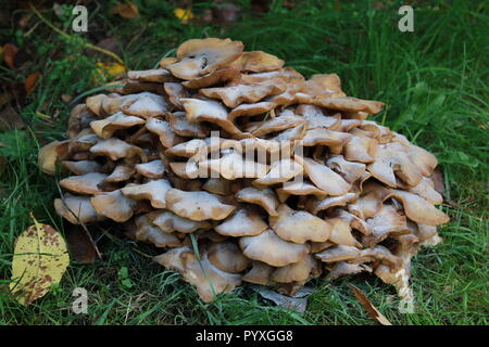 Close up de champignons Banque D'Images