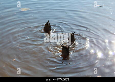 Trois canards mulards avec leurs Bottoms up dans l'eau Banque D'Images