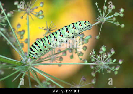 Swallowtail butterfly Caterpillar Banque D'Images