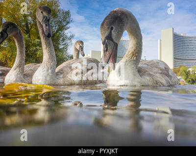 Wien, Vienne : mute swan (Cygnus olor), lac Kaiserwasser, bâtiment de l'ONU (Centre International de Vienne, CIV), l'effet de miroir en 22. Donaustadt, Wien, Banque D'Images