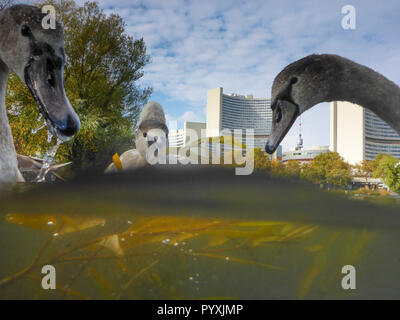 Wien, Vienne : mute swan (Cygnus olor), lac Kaiserwasser, bâtiment de l'ONU (Centre International de Vienne, CIV), sous l'usine à 22. Donaustadt, Wi Banque D'Images