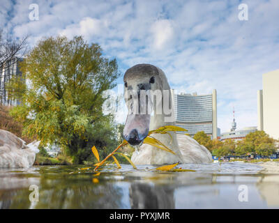 Wien, Vienne : mute swan (Cygnus olor), lac Kaiserwasser, bâtiment de l'ONU (Centre International de Vienne, CIV), l'effet de miroir en 22. Donaustadt, Wien, Banque D'Images