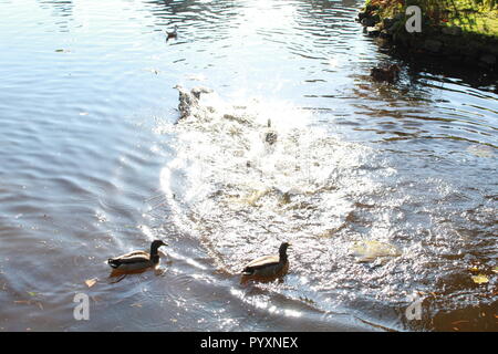 Piscine canards sur un lac avec un canard au décollage Banque D'Images