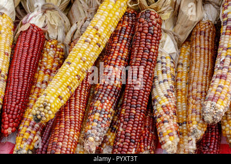 Le maïs corné, multi colored corn aussi connu comme le maïs. Banque D'Images