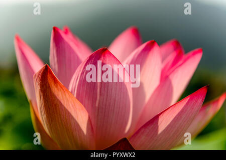 Une fleur de lotus rose (lat. Nelumbo nucifera) floraison, entourée de feuilles vertes, dans un champ sur le lac Dal Banque D'Images