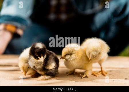 Vue partielle de l'homme agriculteur détenant des planche de bois d'adorables poussins en plein air Banque D'Images