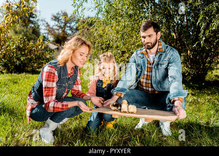 Avec deux ou trois agriculteurs daughter holding wooden board d'adorables poussins en plein air Banque D'Images