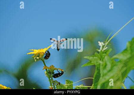 Blister beetle Orange et Luffa cylindrica fleur contre le ciel bleu Banque D'Images