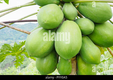 Nature Fresh green papaya sur l'arbre avec des fruits. Banque D'Images