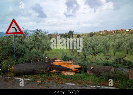 Reggello, Province de Florence. Haut Valdarno. Italie - 30 octobre 2018 - la frontière de la rue d'aujourd'hui arbres endommagés par une tempête de vent, la plus forte depuis des décennies. Banque D'Images