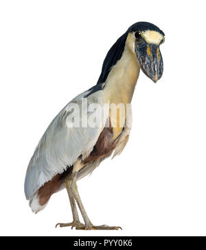 Boat-billed Heron - Cochlearius cochlearius ; Boatbill - isolated on white Banque D'Images