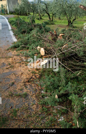 Reggello, Province de Florence. Haut Valdarno. Italie - 30 octobre 2018 - la frontière de la rue d'aujourd'hui arbres endommagés par une tempête de vent, la plus forte depuis des décennies. Banque D'Images