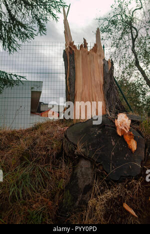 Reggello, Province de Florence. Haut Valdarno. Italie - 30 octobre 2018 - école primaire street border arbres endommagés par une tempête de vent d'aujourd'hui, la forte Banque D'Images