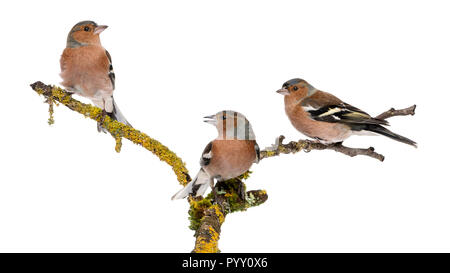 Common Chaffinch trois sur une branche, Fringilla coelebs Banque D'Images