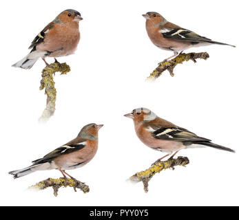 Quatre mâles - Fringilla coelebs Chaffinch commun sur une branche, isolated on white Banque D'Images