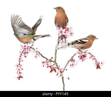 Commune de groupe Chaffinch perché sur une branche de cerisier japonais, isolé sur blanc - Fringilla coelebs Banque D'Images