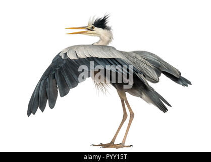 Vue arrière d'un héron cendré battre des ailes, Ardea cinerea, 5 ans, isolé sur blanc Banque D'Images