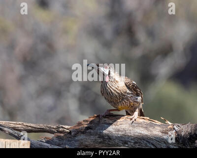 Wattlebird Anthochaera carunculata (rouge) Banque D'Images