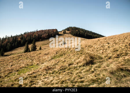 Hala Rycerzowa mountain prairie avec des arbres autour et ciel clair en Beskid Zywiecki montagnes en Pologne à proximité des frontières avec la Slovaquie au cours de belles indi Banque D'Images